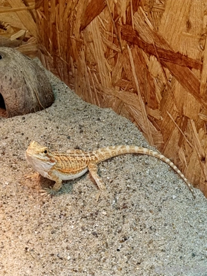 Farb-Bartagamen Jungtier  (Pogona vitticeps) NZ 07 2025  Männchen 