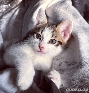 BKH x EKH bezaubernde Kuschelbärchen 