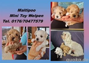 Maltipoo Malteser Pudel Welpen Mini Toy (Aprikot)