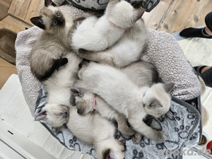 Reinrassige Siam Siamkätzchen Kitten 