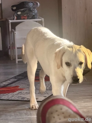 blonder Labrador