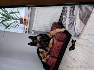 Deutscher Schäferhund.