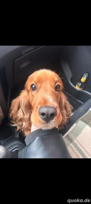 Cocker Spaniel rüde für erfahrene Menschen 