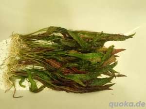 Große Aquarium Pflanzen 