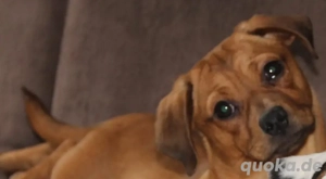 Zwergdackel Mix Pauli sucht ein geeignetes Zuhause 