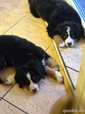 Berner Sennenhund Welpe Rüde 