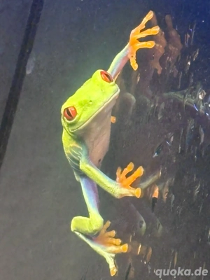 Rotaugenlaubfrösche 