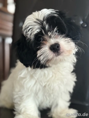 Süßer Havaneser-Malteser-Welpe