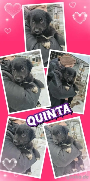 süßes Welpenmädchen "Quinta" hast Du ein Körbchen für mich frei?