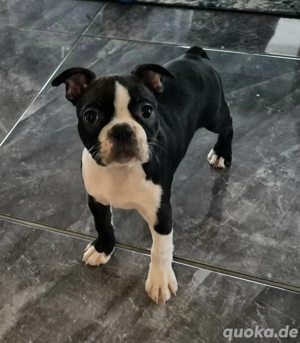 Boston Terrier Welpen 