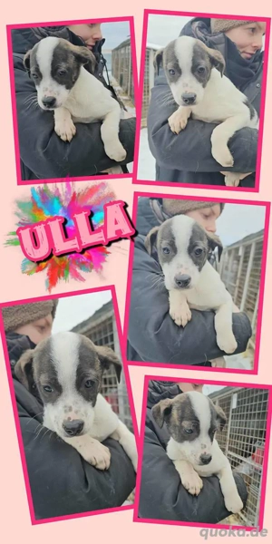 wunderschönes Welpenmädchen "Ulla" wünscht sich so sehr ein liebevolles Zuhause 