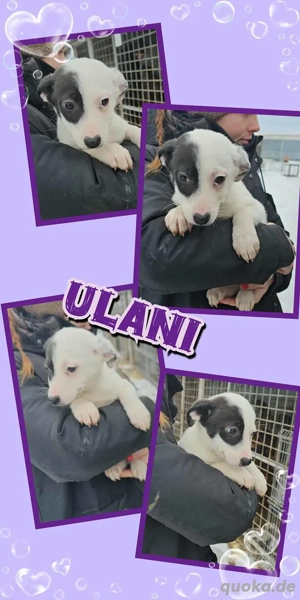 goldiges Welpenmädchen "Ulani" wünscht sich so sehr ein eigenes schönes Zuhause 