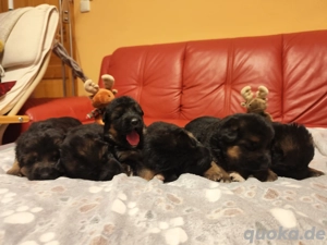 Deutsche Schäferhundwelpen mit SV VDH Papieren