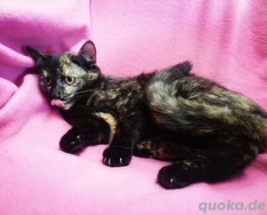 Schmusekätzchen 20Wo. Schildpatt Kinderlieb Hundeerfahren Kätzchen Kitten Katzenbaby