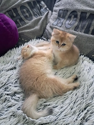 Golden shaded BkH Kitten Nur noch 2 verfügbar 