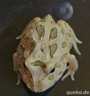 Ceratophrys Cranwelli Nachzuchten