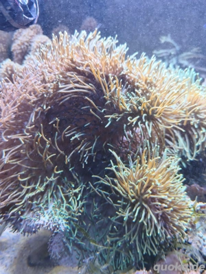 Meerwasser Weichkorallen 