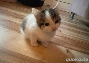 2 süße babykatzen abzugeben