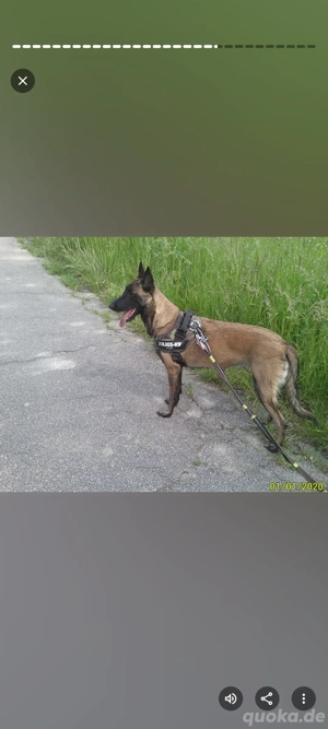 hundebetreuung für morgen 19 Januar vormittags in Riedstadt gesucht