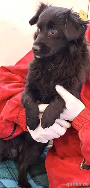 Sanfte, kleine Junghündin EBONY