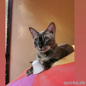 Bengal-Deckkater Hamburg