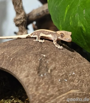 0.0.2 lilly white kronengecko Nachzuchten 