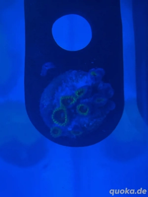 Zoanthus ultra neon gelb Ableger Koralle Meerwasser Aquarium