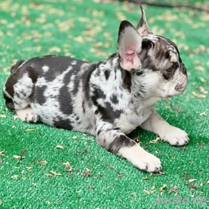 Zuckersüße Französische Bulldoggen Männchen und Weibchen verfügbar 