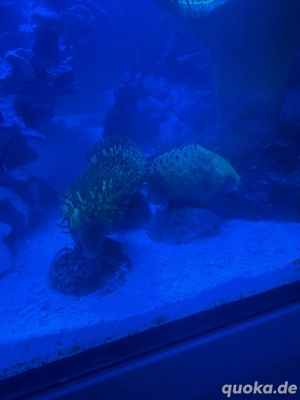 Pilzlederkorallen grün Ableger Koralle Meerwasser Aquarium