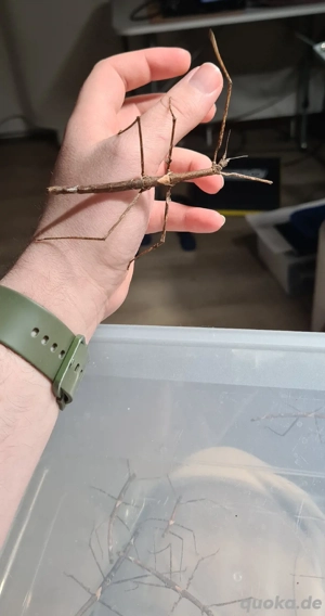 Annam Stabschrecken zu verschenken 