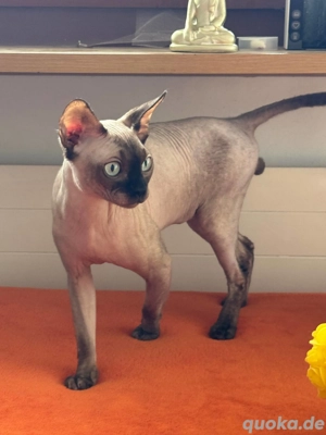 Canadian Sphynx Kater 