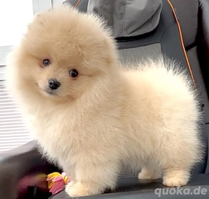 Zwergspitz Pomeranian Welpe reinrassig