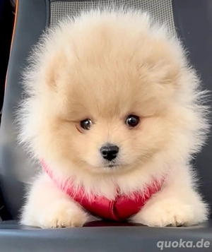 Zwergspitz Pomeranian Welpe reinrassig