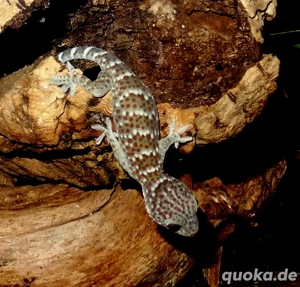 0.0.1 Gekko gecko, Tokeh, eigene Nachzucht Dezember 2025