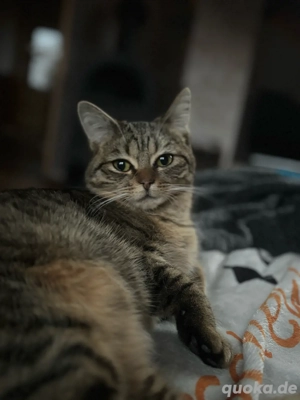 Junge Katze abzugeben