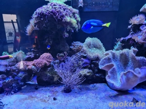 Meerwasser Aquarium 