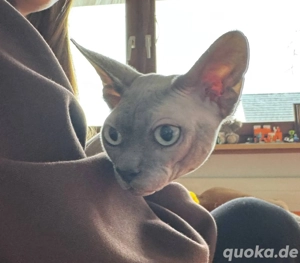 Canadian Sphynx Kater 