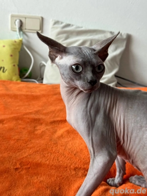 Canadian Sphynx Kater 