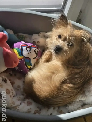 !! Mischlingshündin sucht neues Zuhause  !!