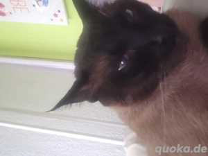 Verkaufe meinen siam Kater 