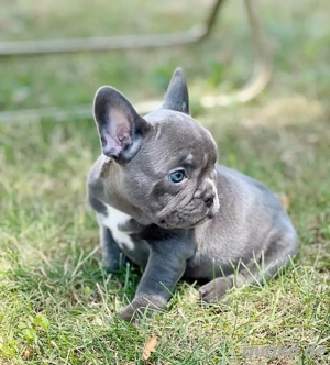 Superniedliche französische Bulldoggenwelpen verfügbar 