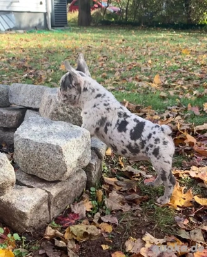 Süße französische Bulldoggenwelpen!!