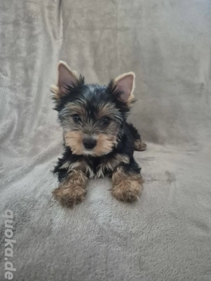 yorkshire terrier Welpen zum verkauf