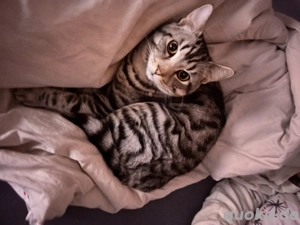 Zuhause gesucht für Easy 