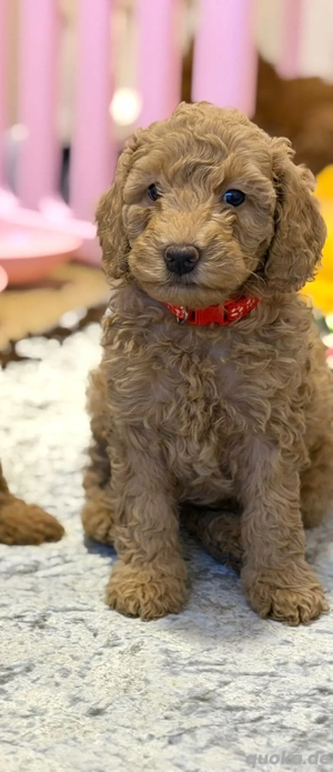 Pudel   Kleinpudel Welpen 