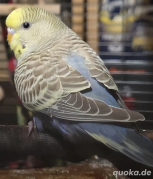 Wellensittiche abzugeben, verschiedene Farbschläge ab 25 Euro