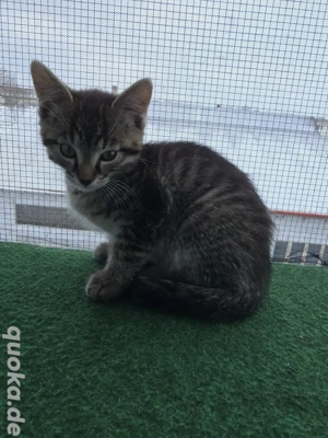 2 Mäuse suchen ein Zuhause