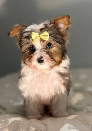 Biewer Yorkshire Rüde Exklusives