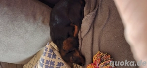 Verkaufe  Langhaardackel Welpe Standard  Mädchen 