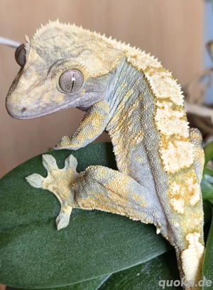 Kronengecko 0.1 Harlequin